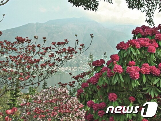 티치노 호반을 바라보며 피어 있는 동백꽃. 스위스관광청 제공.© News1