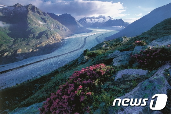 유네스코 세계유산으로 지정된 알레치 빙하 주변. 스위스관광청 제공.© News1