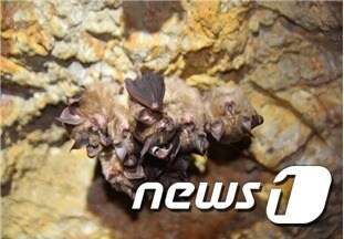 전남 함평·무안·신안 지역 동굴에서 발된견 관박쥐 모습.(영산강유역환경청 제공) 2017.3.9/뉴스1 © News1 전원 기자