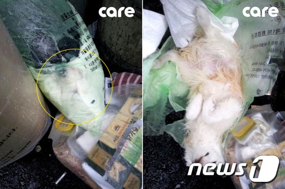 지난 3월1일 경기 부천시 심곡동에서 살아 있는 강아지(1세 추정·스피치종)가 종량제 쓰레기봉투 속에서 발견됐다.(사진 케어 제공)© News1