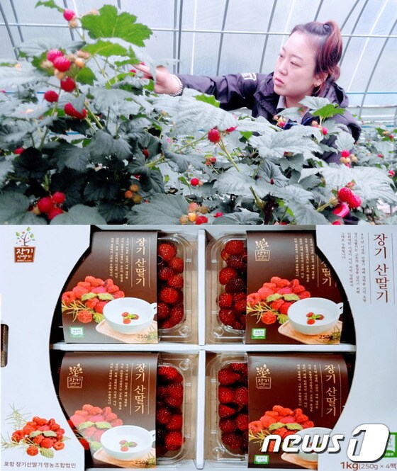 스테비아 농업으로 생산된 경북 포항시 장기면 특산물인 산딸기./사진제공=포항시© News1