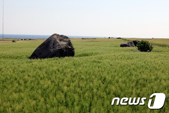 가파도의 청보리밭 모습.  제주관광공사 제공 © News1