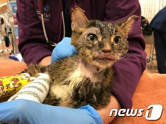고양이 '휴잭맨'은 온 몸에 화상을 입어 상태가 심각했었다. (사진 뉴욕 동물관리센터 홈페이지 캡처) © News1