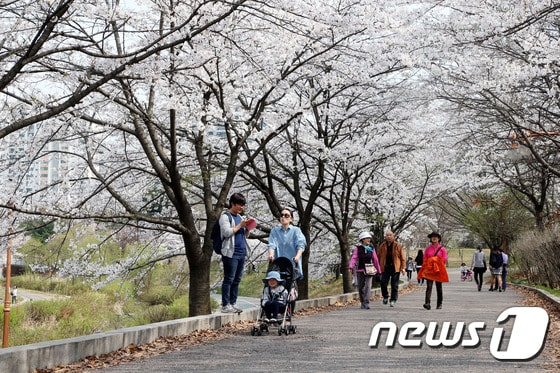 분당 중앙공원 벚꽃길.(성남시 제공)© News1