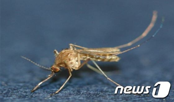 일본 뇌염의 매개모기인 작은빨간집모기. © News1