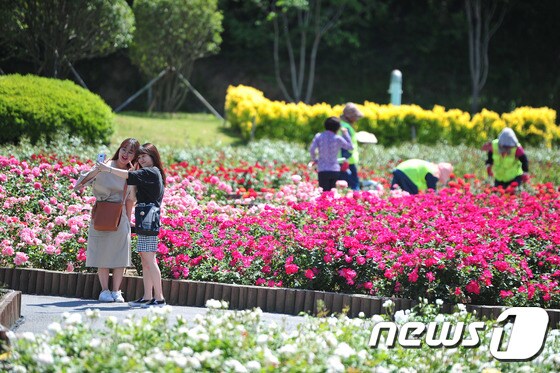 울산 장미축제/뉴스1 © News1 이윤기 기자