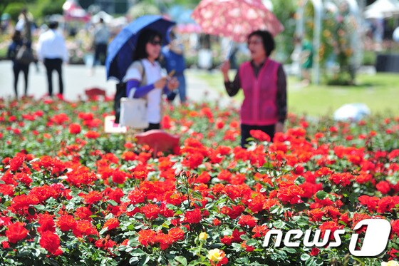 울산대공원 장미축제. 2017.5.19/뉴스1 © News1 이윤기 기자