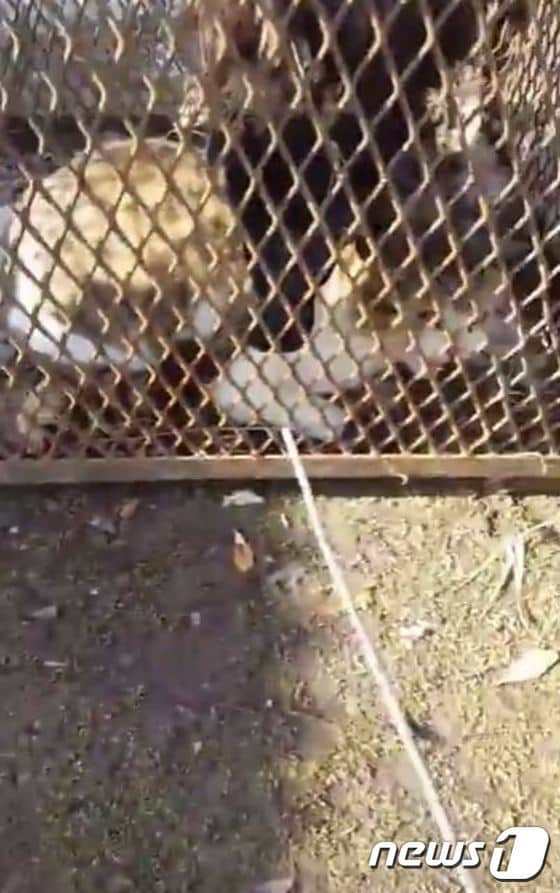 임씨가 포획틀에 갇힌 길고양이를 쇠막대기로 찌르고 있는 모습.(사진 영상 캡처)© News1