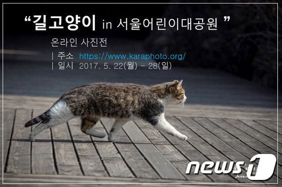 카라 '서울어린이대공원 길고양이' 사이버 사진전.© News1