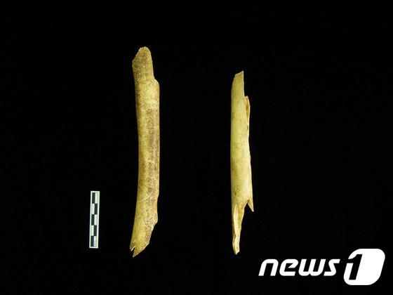 어린이 허벅지뼈로 추정되는 유골. (문화재청 제공) © News1