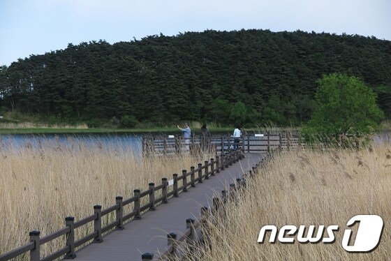 미천골 18갈대와 강물이 어우러진 남대천 연어생태공원© News1