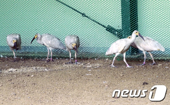  우포따오기 복원센터.2017.5.25/뉴스1 © News1