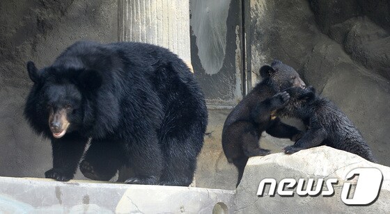 경기도 과천시 서울대공원 동물원에서 아기반달가슴곰 . 2017.6.19/뉴스1 © News1 오장환 기자