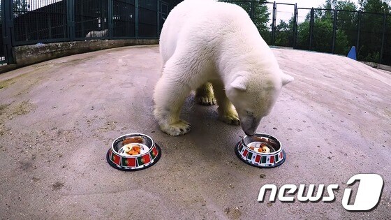 북극곰 '니카'는 최근 축구 승리팀을 예측하는 일을 맡게 됐다. (사진 유튜브 캡처)  © News1