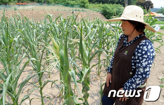 가뭄으로 인해 옥수수 밭에서 농민이 옥수수 밭을 보며 안타까워 하고 있다. (뉴스1 DB)  © News1
