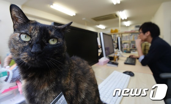 23일 오후(현지시각) 일본 도쿄 신주쿠 페레이 코퍼레이션(Ferray Corporation)에서 직원들이 데려온 고양이가 사무실에서 휴식을 취하고 있다. 2017.6.23/뉴스1 © News1 이재명 기자