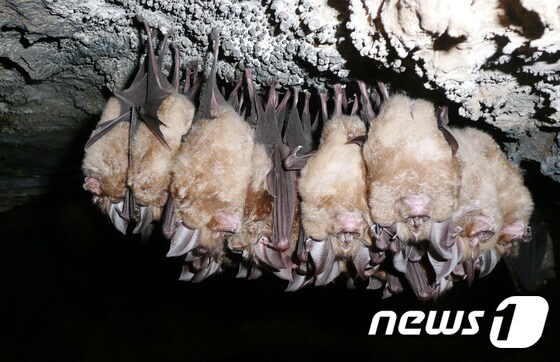 동굴에 모여사는 관박쥐 모습. © 뉴스1