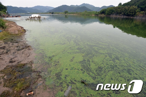 대구 달성군 구지면 도동서원 앞 낙동강 도동나루터가 녹조로 덮혀 있다. © News1 이종현 기자