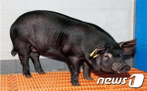 사람과 비슷한 수준의 치매 증상을 가진 연구용 복제돼지 '제누피그'.(제주대 박세필 교수팀 제공)© News1