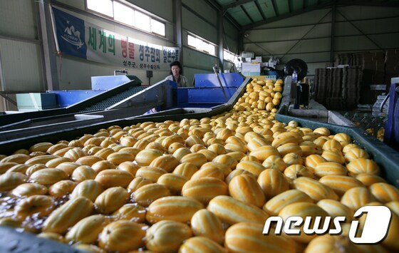 경북도가 경북을 대표하는 농산물 중 하나인 참외의 재배 자동화에 나선다. 사진은 성주참외. © News1 자료 사진