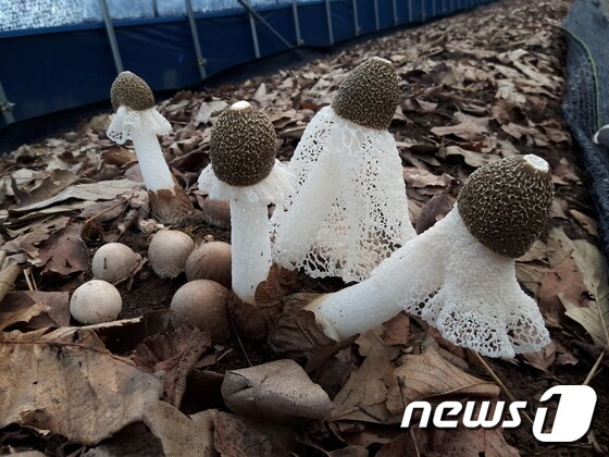 무주군이 수확에 성공한 망태버섯./뉴스`© News1