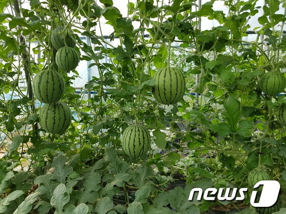 진안군 부귀면에서 재배되고 있는 애플수박.(진안군제공)2017.7.27/뉴스1© News1