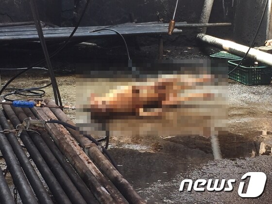 지난달 29일 경기 성남시 모란시장 내 한 업소에서 도살된 개의 사체.(사진 케어 제공)© News1