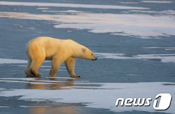 북극 빙하 지대를 걷고 있는 북극곰의 모습. © AFP=뉴스1