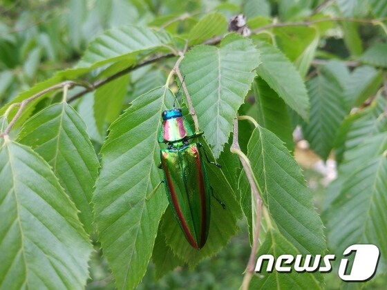 비단벌레 (국립생태원 제공) © News1