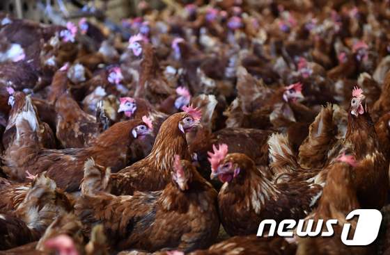 살충제 달걀이 발견된 루마니아의 한 가금류 농장에서 사육되는 닭들의 모습. © AFP=뉴스1