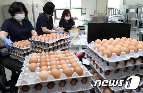 국산 계란에서 살충제 성분이 검출되며 전국적으로 조사가 이뤄지고 있는 16일 오후 전북 장수군 전라북도 동물위생시험소에서 주무관들이 수거한 계란을 검사하고 있다. 시험소 이성재 사무관은 