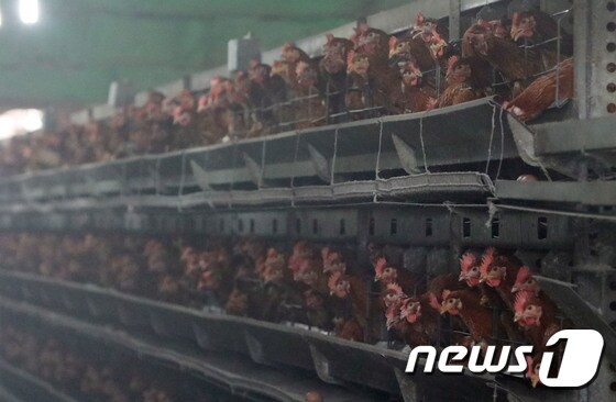 전남지역  한 산란계농장에서 닭들이 모이를 먹고 있다.  2017.8.16. /뉴스1 © News1 남성진 기자