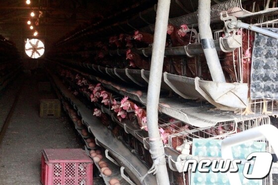 17일 계란에서 살충제 성분이 검출된 대전 유성구 소재 산란계 농장의 내부 모습 © News1