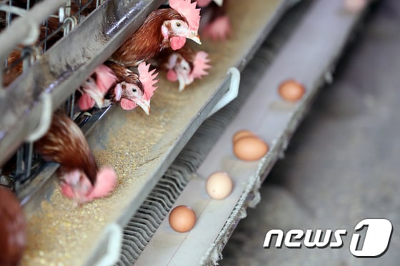 17일 강원 철원군 동송읍 ‘살충제 계란’이 검출된 Y농장에서 닭들이 계란을 산란하고 있다. 이 농장은 살충제 검사결과 기준치 이상의 비펜트린이 검출됐다.2017.08.17./ 뉴스1 © News1 황대원 기자