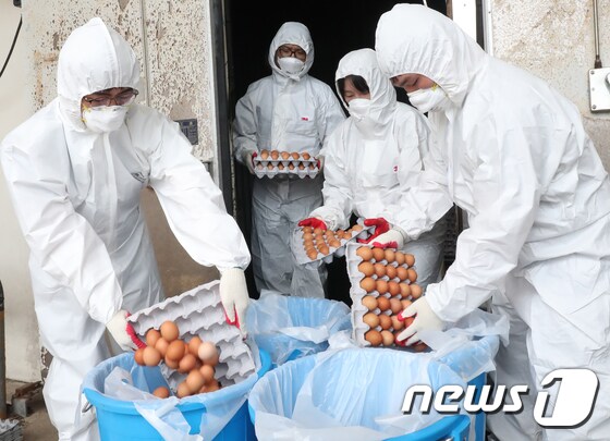 살충제 성분이 초과 검출된 한 산란계 농장에서 계란이 폐기되고 있다. © News1 이석형 기자