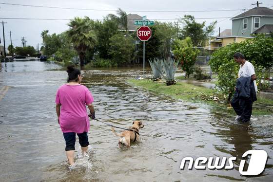 한 텍사스 주 여성이 '하비'로 인해 발생한 홍수 속에서도 개를 산책시키고 있다. © AFP=뉴스1