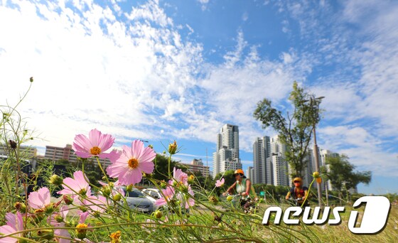 서울 서초구 반포한강공원에서 활짝 핀 코스모스 사이로 시민들이 자전거를 타고 지나가고 있다. © News1 