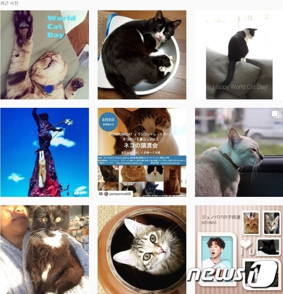 8일 '세계 고양이의 날'을 맞아 SNS에 이를 기념하는 사진들이 올라오고 있다. © News1