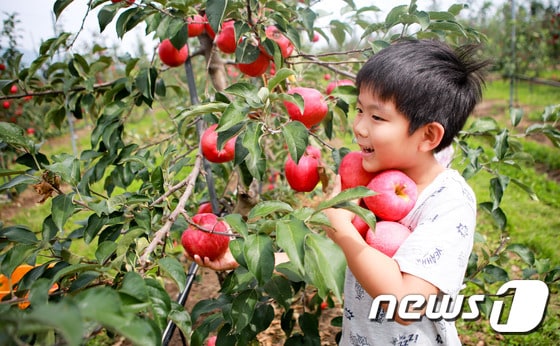 장수사과시험장에서 어린이가 사과를 수확하고 있다./뉴스1DB© News1