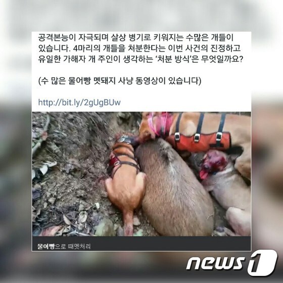 속칭 '물어빵' 멧돼지 사냥 장면(사진 카라 페이스북 캡처)© News1