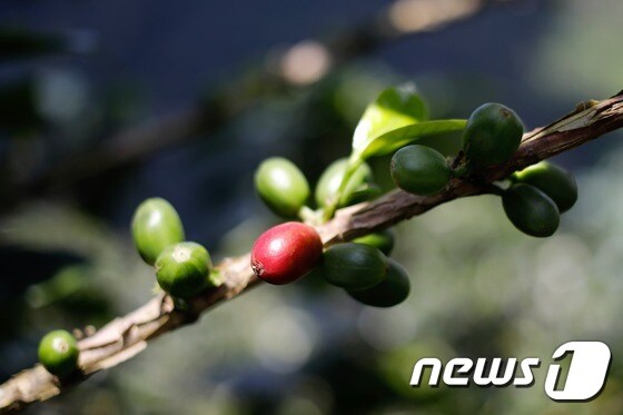 콜롬비아 커피나무. (자료사진) © AFP=뉴스1