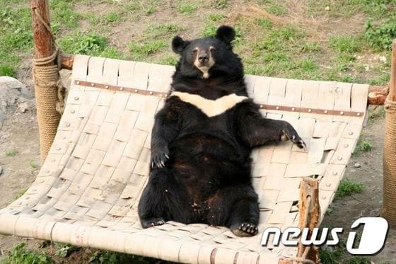 2001년 중국의 한 곰 농장에서 구조된 재스퍼가 해먹 위에서 편히 쉬고 있는 모습. 15년간 쓸개즙을 채취하는 데 동원된 재스퍼는 2016년 간에 생긴 악성종양으로 숨졌다.(사진 애니멀스 아시아 파운데이션(Animals Asia Foundation) 제공) © News1