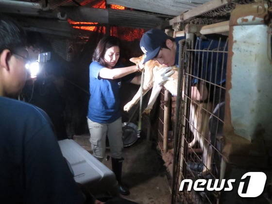 동물권단체 케어(대표 박소연)는 15일 오후 경기 부천시 역곡동에 위치한 개 사육농장에서 40여 마리의 개들을 구조했다.© News1
