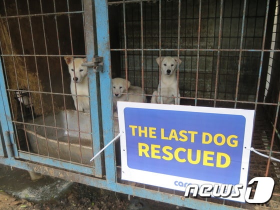 경기 부천시 역곡동 개 사육농장에 있던 태어난지 2개월 정도된 강아지들.© News1