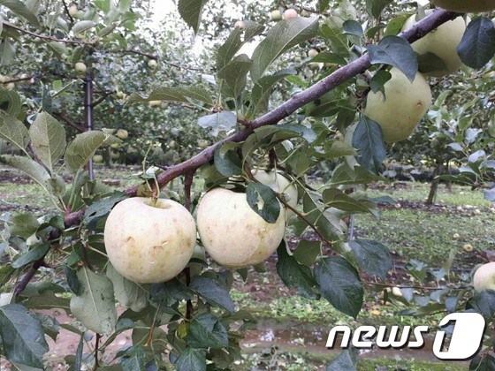 19일 오후 충북 충주 지역에 강한 비와 지름 1-2cm크기의 우박이 쏟아져 내렸다. 우박으로 인해 수확을 앞둔 사과에 상처가 나 상품가치가 떨어졌다.© News1