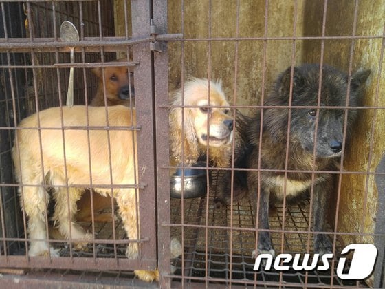 K동물병원에서 여주 개농장으로 분양된 개들.(사진 코리안독스 제공)© News1