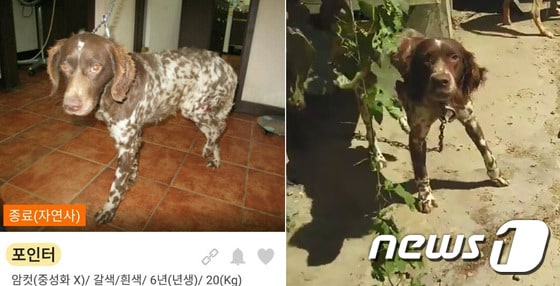 지난 2014년 자연사 했다는 개와 개농장에서 발견된 개(오른쪽).(사진 코리안독스 제공)© News1