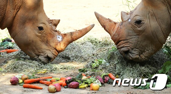 오늘은 세계 코뿔소의 날...'사랑해주세요'