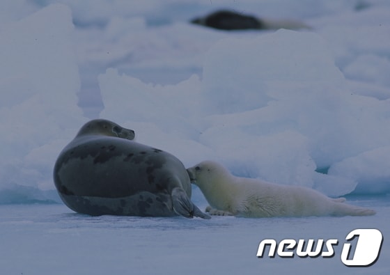 어미와 새끼 하프물범.(사진 출처 Visit Greenland - Harp seal mother and her pup, CC BY 2.0)© News1