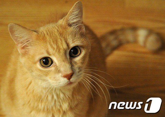 일본에서 동물을 통해 감염될 수 있는 '궤양성코리네박테륨'으로 사망한 첫 사례가 발견됐다. © AFP=뉴스1